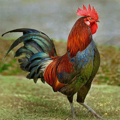 rooster images free